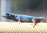 Geckopaarung 6