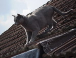 Katinka-Milava als Akrobatin auf dem Dach